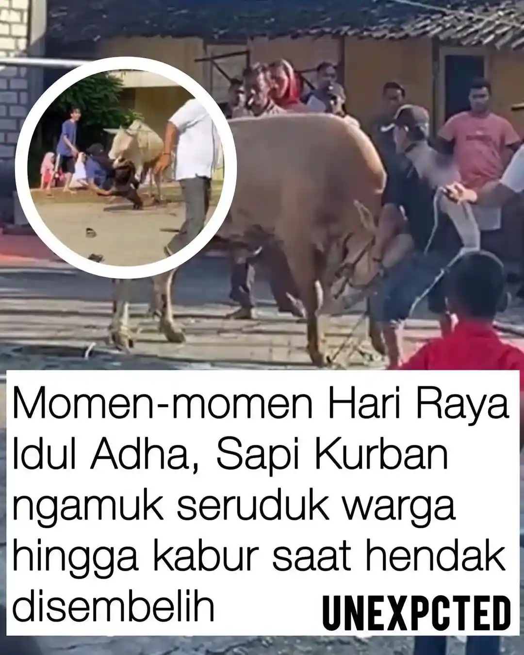Deretan Video Kocak Momen Idul Adha, Sapi Kurban Ngamuk Seruduk Warga dan Kabur Saat Mau di Sembelih