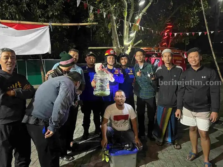 Bikin Deg-degan, Momen Saat Damkar Kota Malang Evakuasi Ular di Pohon Nangka