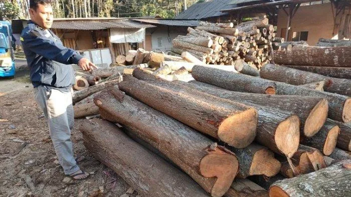 Tebang Pohon Suren Milik Perhutani, 4 Warga Jabung Malang Ditangkap Polisi