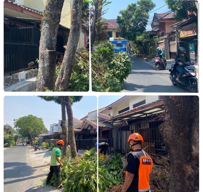 BPBD Kota Malang Peringatkan Dampak Angin Kencang, Banyak Pohon Tumbang dan Kebakaran Lahan