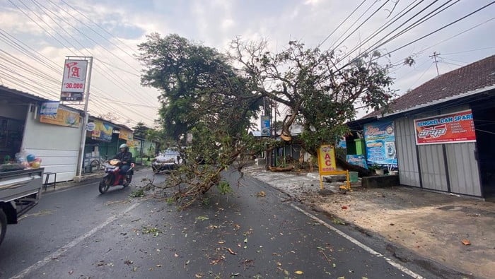 Pohon Kiacret Tumbang di Jalan Kesatrian Dalam, Kota Malang