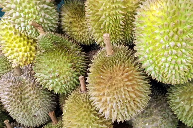 Surabaya Gak Masuk! Ini Penghasil Durian Jawa Timur Tersebar di 4 Kota Besar