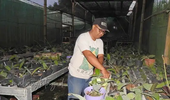 Kampung Anggrek Oma View Cemorokandang, Tempat Edukasi Anggrek yang Menginspirasi