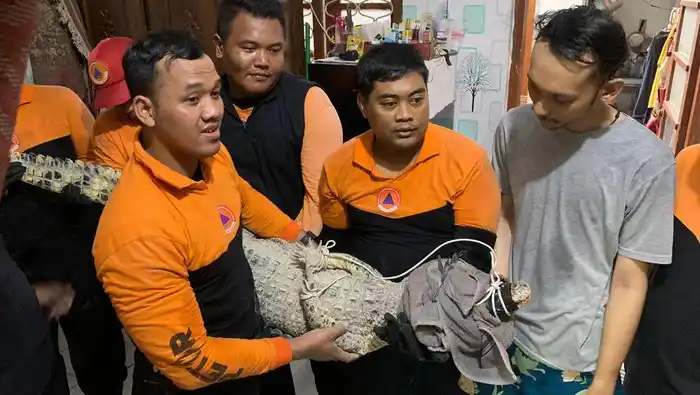 Buaya Muara Peliharaan Lepas di Surabaya, Berhasil Dievakuasi oleh Petugas BPBD
