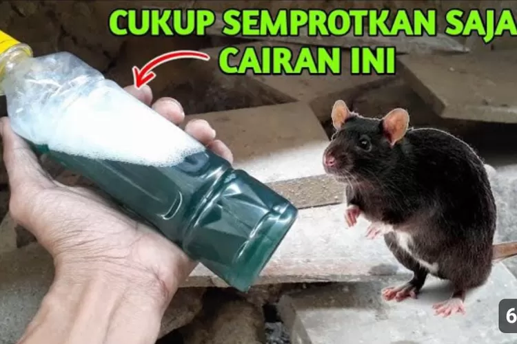 Cara Ampuh Mengusir Tikus dari Rumah dan Kebun dengan Cairan Pengusir Tikus Buatan Sendiri!