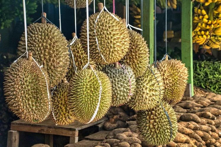 Kampung Durian Diresmikan di Desa Jombok, Malang, Bakal jadi Potensi Wisata Baru
