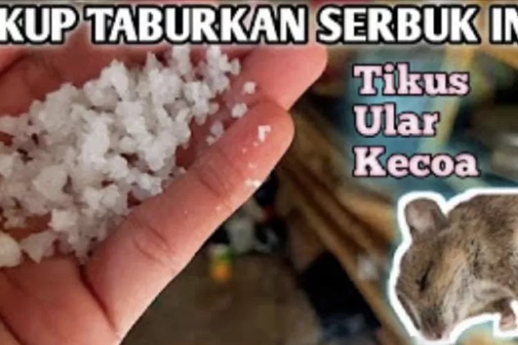 Baru Paham! Cukup Memanfaatkan Garam Dapur Rumah, Efektif Mengusir Tikus, Kecoak, dan Ular