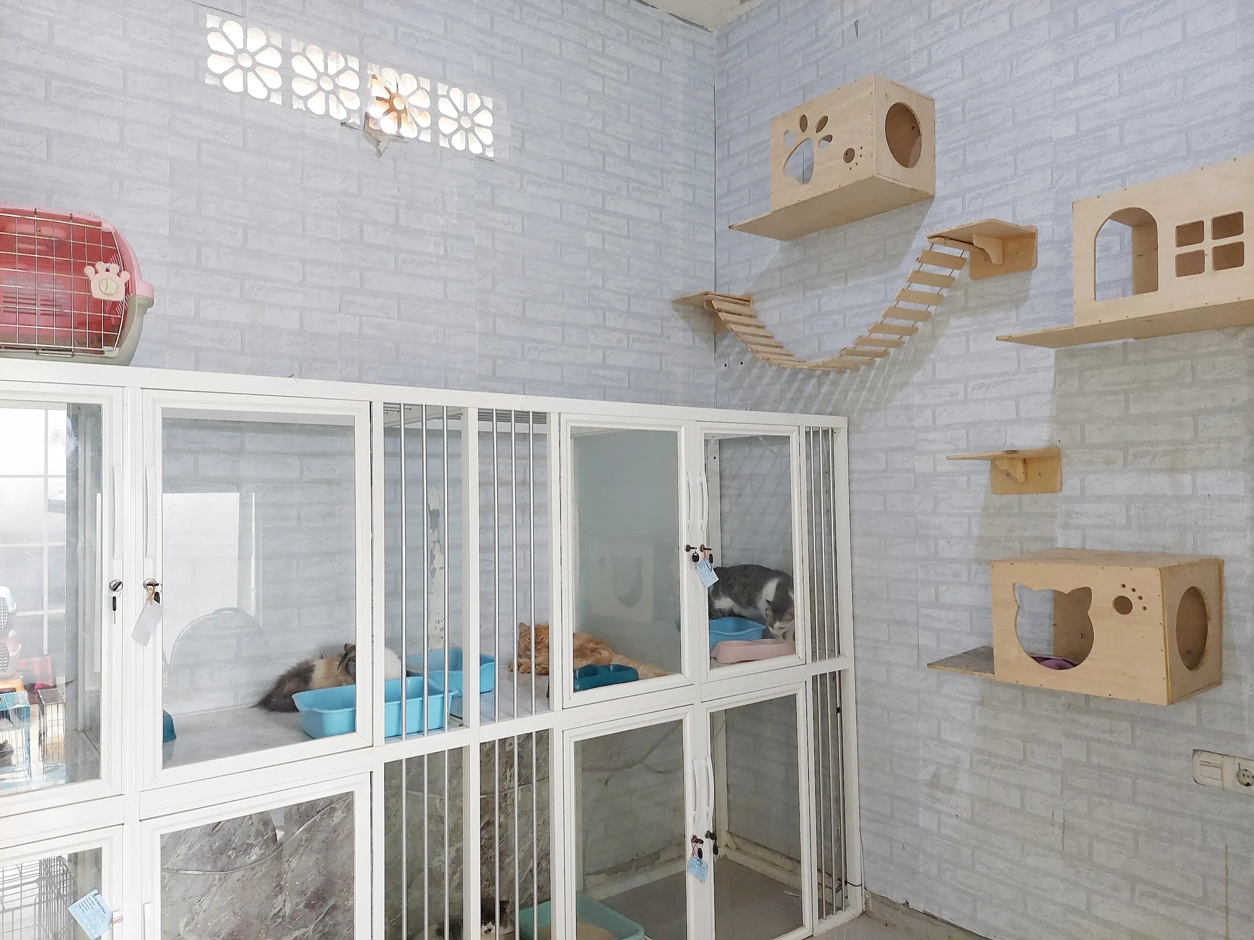 Tempat Penitipan Hewan Keren di Malang, Worry-Free Mudik untuk Anabul Kesayangan!