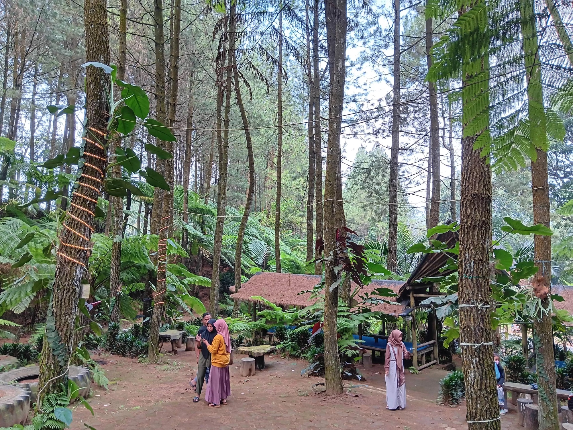 Kondisi Cuaca Menjadi Tantangan Tersendiri Bagi Pengelolaan Alas Pakis di Kabupaten Malang