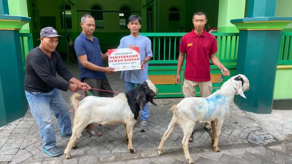 Semangat Berbagi di Hari Raya Idul Adha: MPM Honda Jatim Berbagi Hewan Kurban