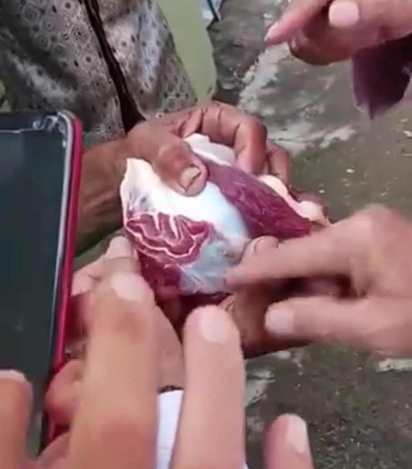 Viral Penemuan Lafaz Allah di Daging Kurban Menghebohkan Warga Palembang