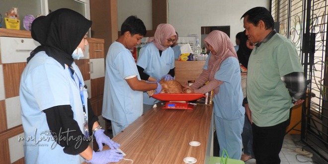 Ratusan Kucing Jantan di Malang ‘Disuntik Mandul’, Ini Tujuannya