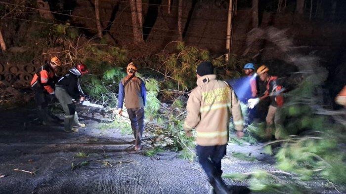 Pohon Pinus Tumbang di Jalur Alternatif Batu-Pujon, BPBD Kota Batu: Akses Jalan Sudah Bisa Dilewati