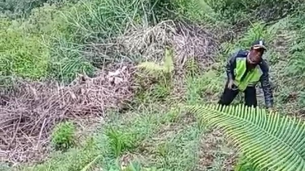 Polisi Ungkap Ladang Ganja di Lereng Gunung Semeru, Dua Tersangka Diamankan