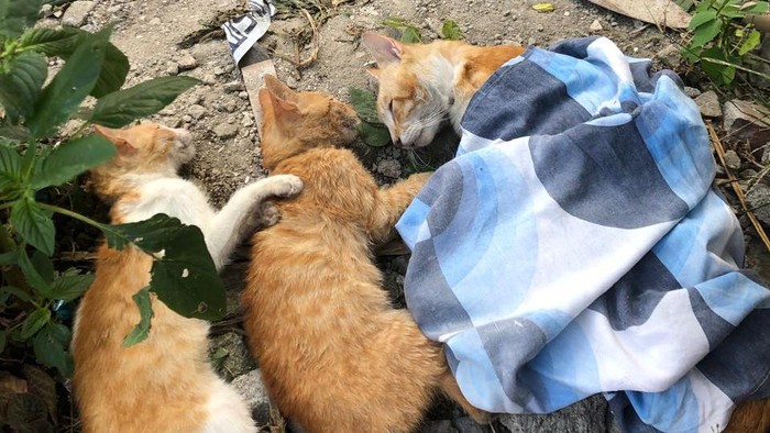 Viral! Terjadi Lagi Kematian Kucing Masal di Sawojajar Malang, Warga Dibuat Resah