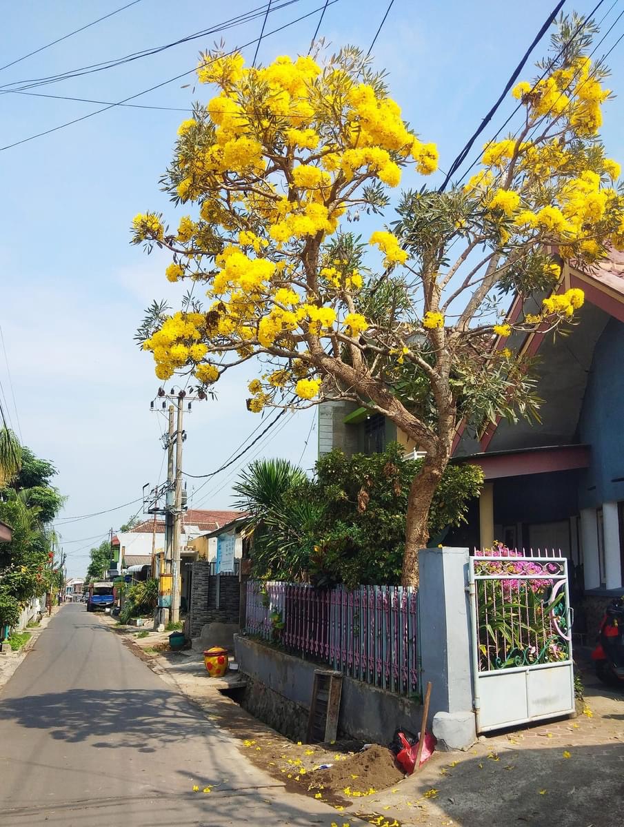 Tabebuia Bermekaran, Jalan Puntadewa Tumpang Disulap Jadi ‘Lorong Emas’