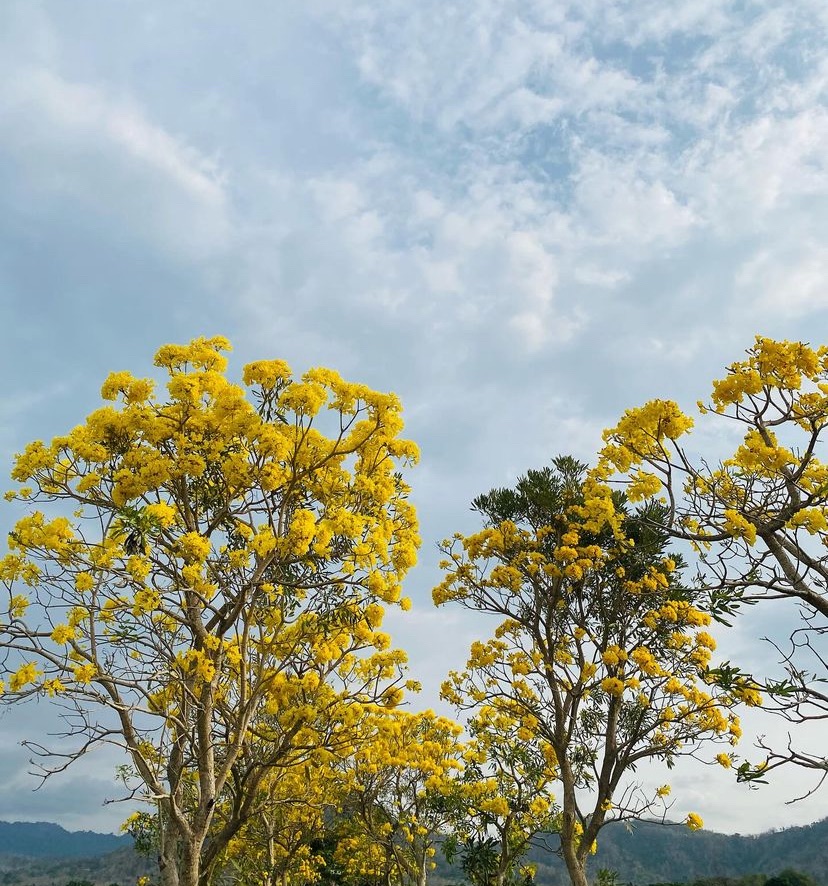 Tabebuya Malang Mekar, 3 Spot Foto Instagramable yang Wajib Dikunjungi