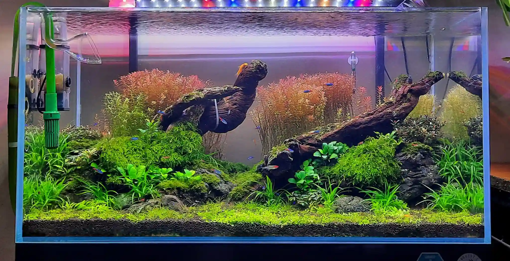 Ingin Punya Aquascape Cantik? Coba Tanam Karpet Aquascape Monte Carlo