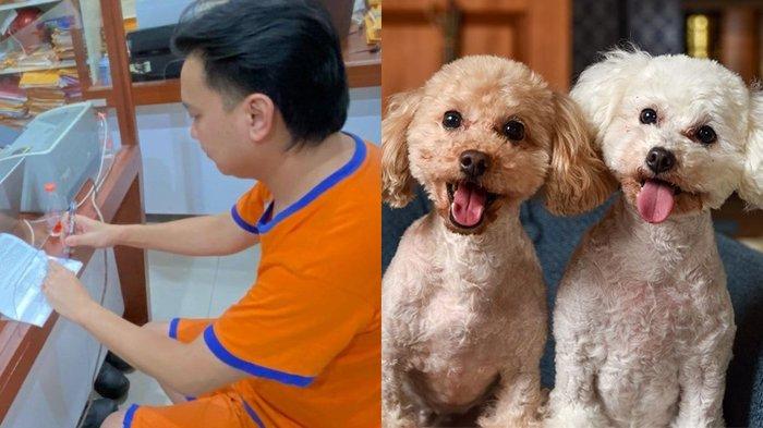 Makna Poodle Anjing Pudel Viral Apa? Pengusaha Surabaya Paksa Siswa Sujud dan Menggonggong, Kini Jadi Tersangka