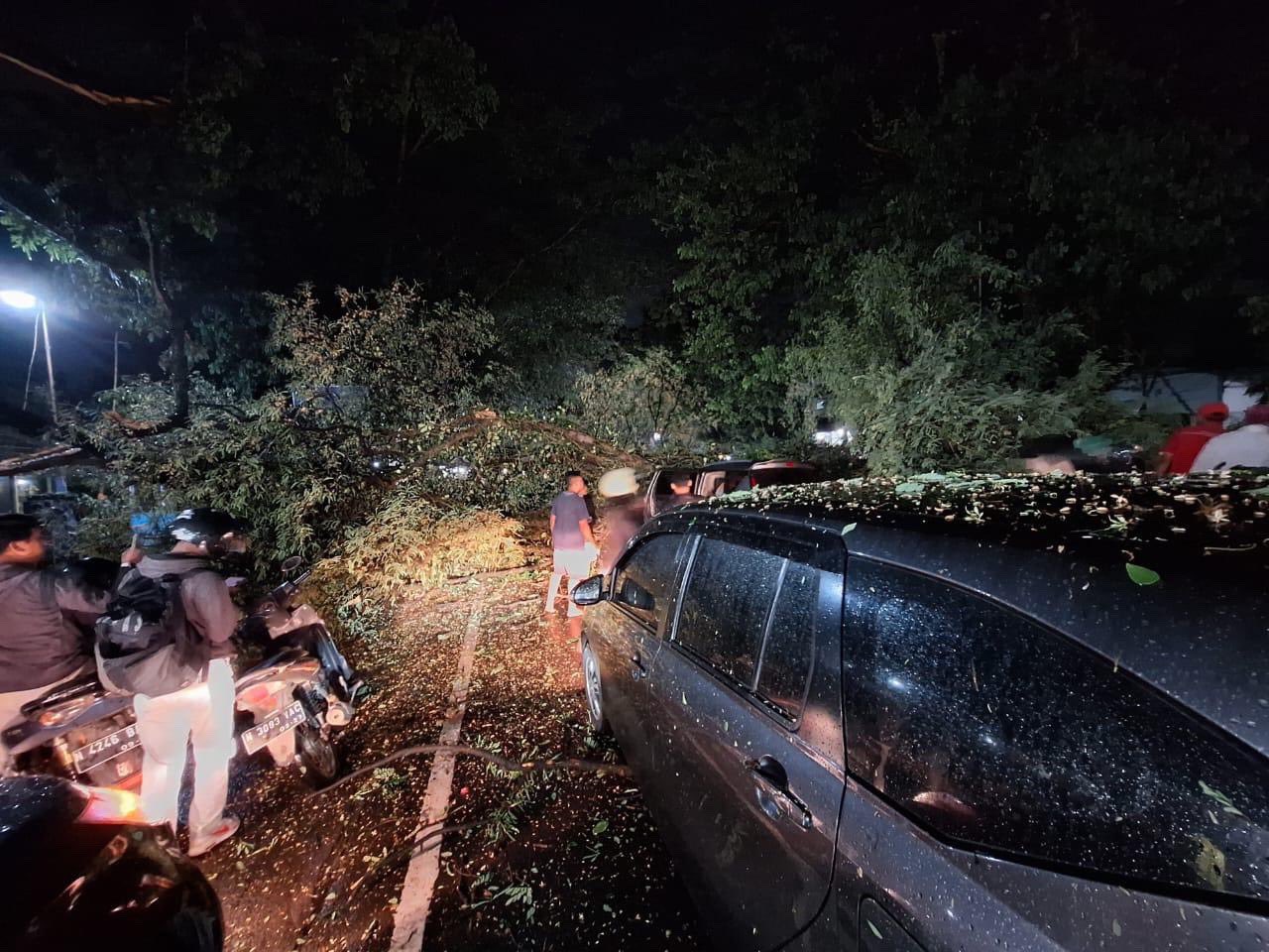 Breaking News: Pohon Tumbang di Singosari Membuat Macet Total