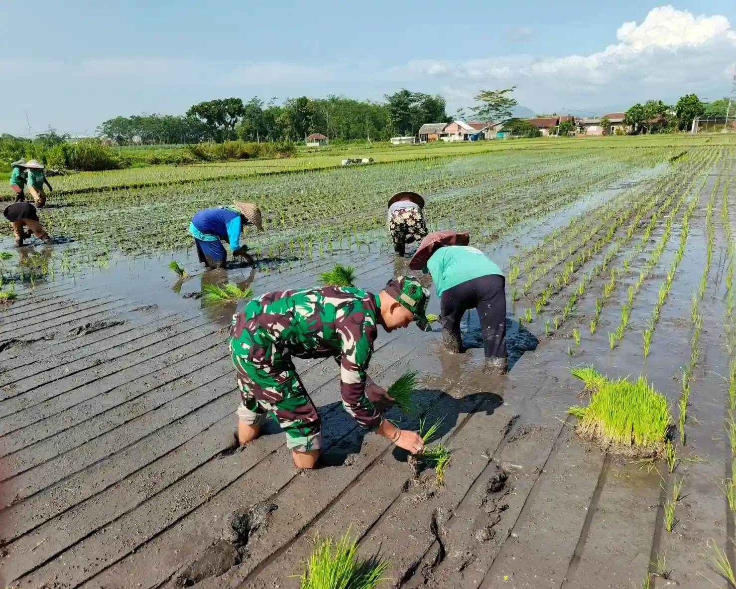 Dorong Swasembada Pangan, Babinsa Sukun Aktif Tanam Padi Bersama Petani