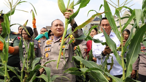 Polresta Malang Kota Panen Raya Jagung: Bukti Ketahanan Pangan Perkotaan Bukan Isapan Jempol!