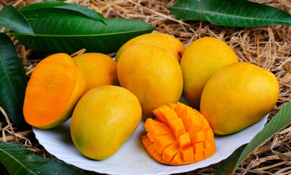 Nikmati Khasiat Mangga: Kaya Nutrisi, Waspadai Dampaknya
