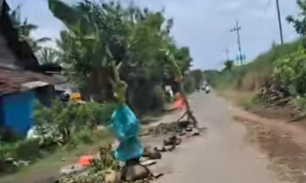 Jalan Rusak, Warga Pagelaran Protes Unik dengan Tanam Pisang