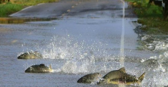 Ikan Salmon Berenang di Jalan Raya Saat Banjir Melanda