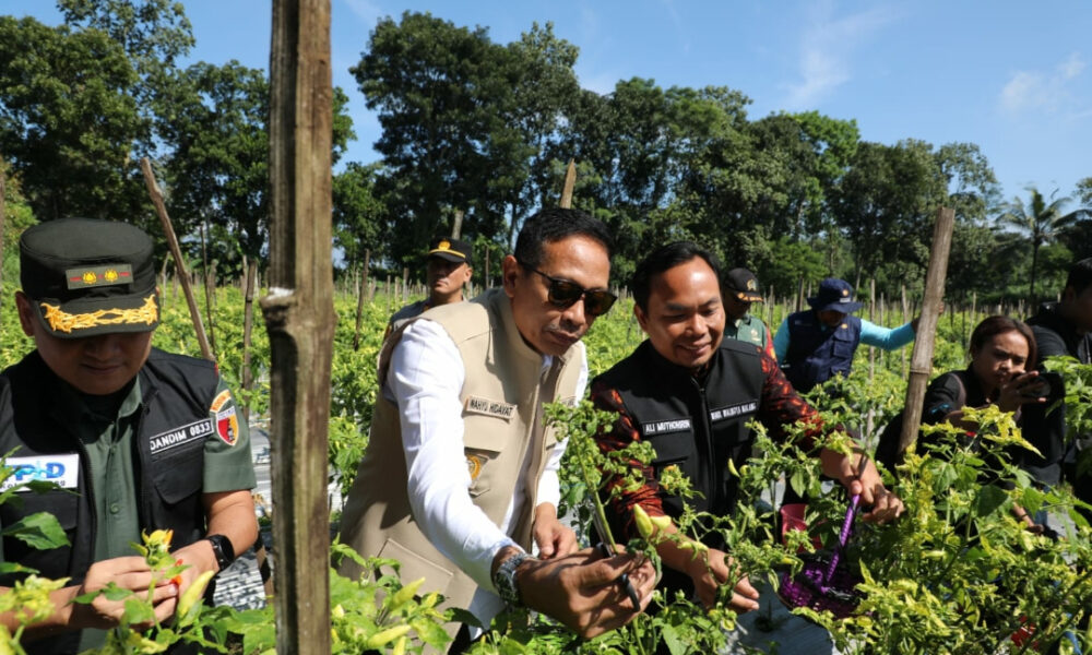 Stok Cabai di Kota Malang Aman Selama Ramadan, Pemkot Jamin