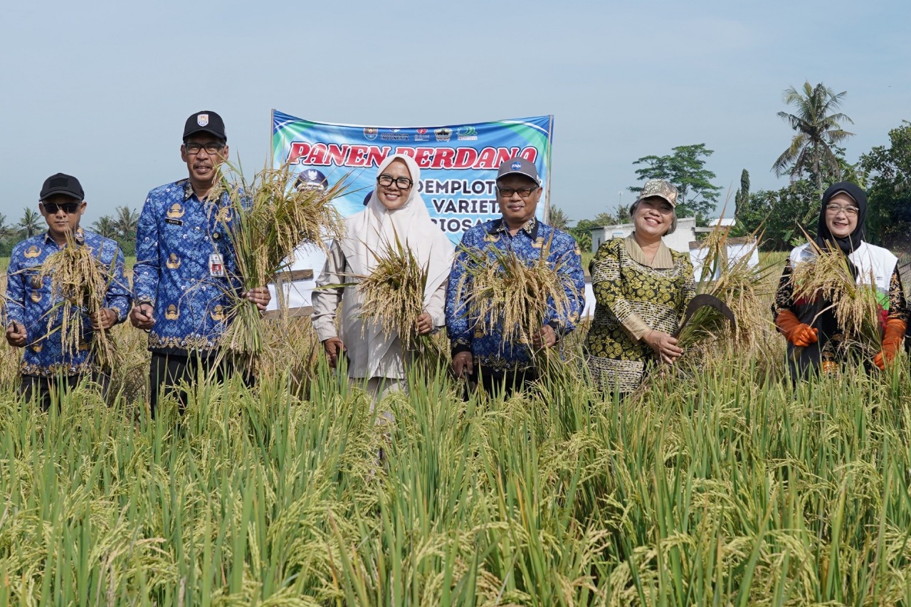 Biosalin, Solusi Inovatif untuk Pertanian Berkelanjutan di Cilacap