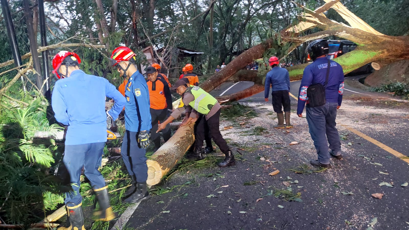 Jalur Trenggalek-Ponorogo Lumpuh, Pohon Sengon Tumbang Sebabkan Kemacetan