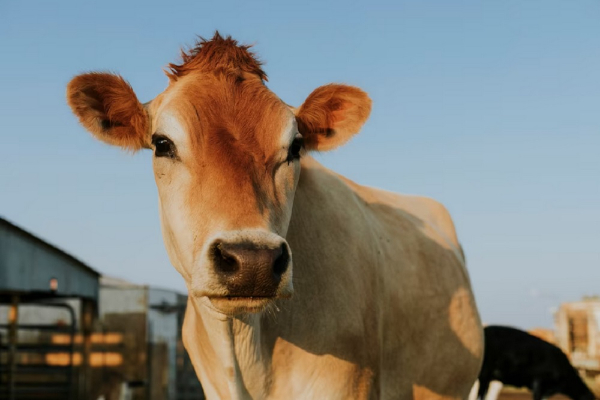Harga Sapi Kurban 2025 di Jabodetabek, Pilihan Tepat Sesuai Kantong Anda