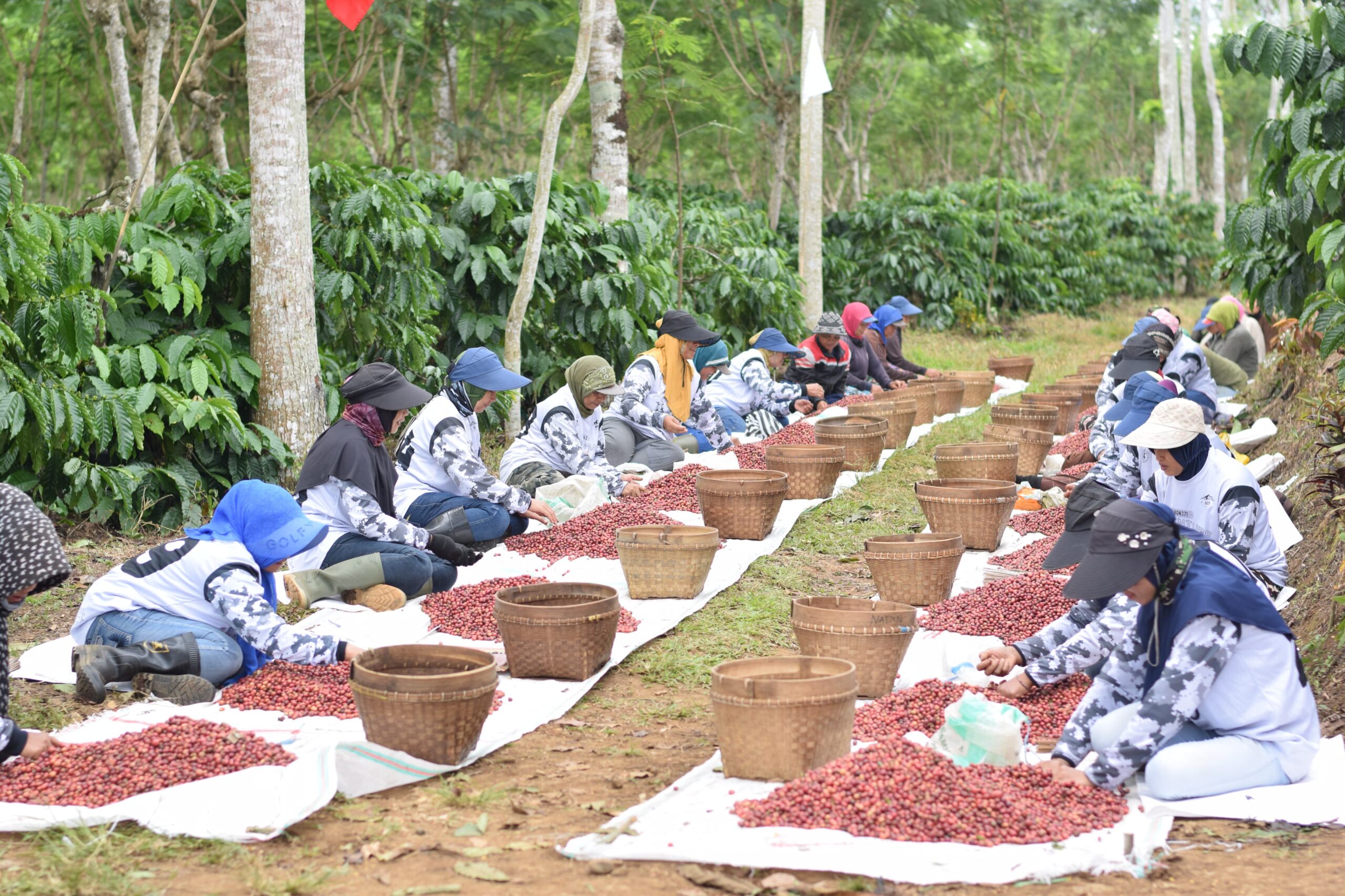 Rahasia di Balik Kolaborasi PTPN I dan Masyarakat Ijen
