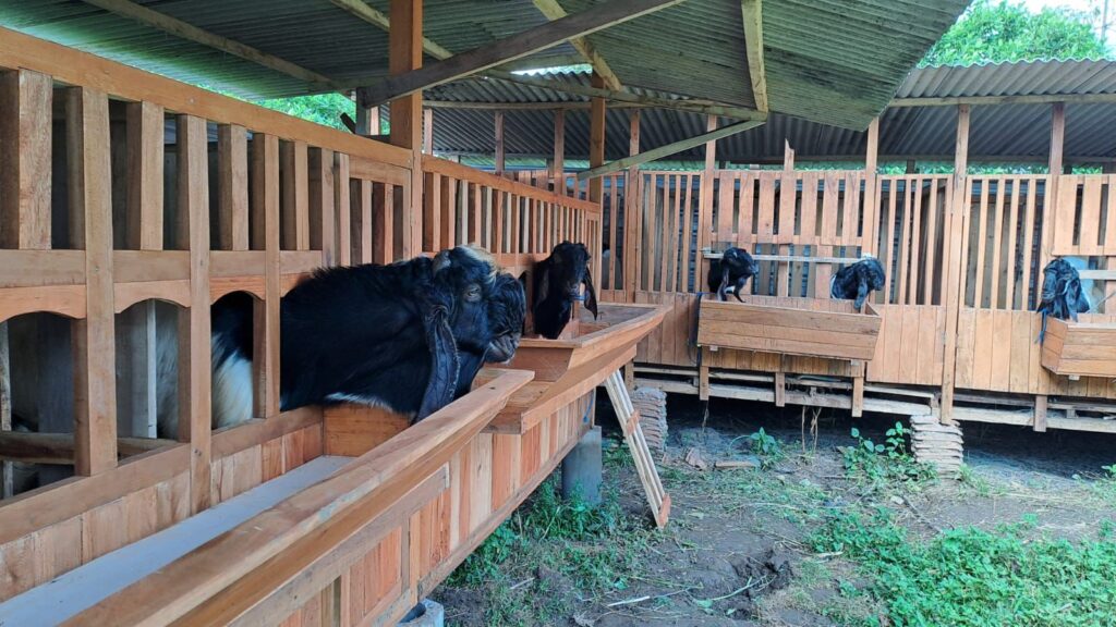 Ribuan Hewan Kurban Diperiksa Jelang Idul Adha di Kota Malang