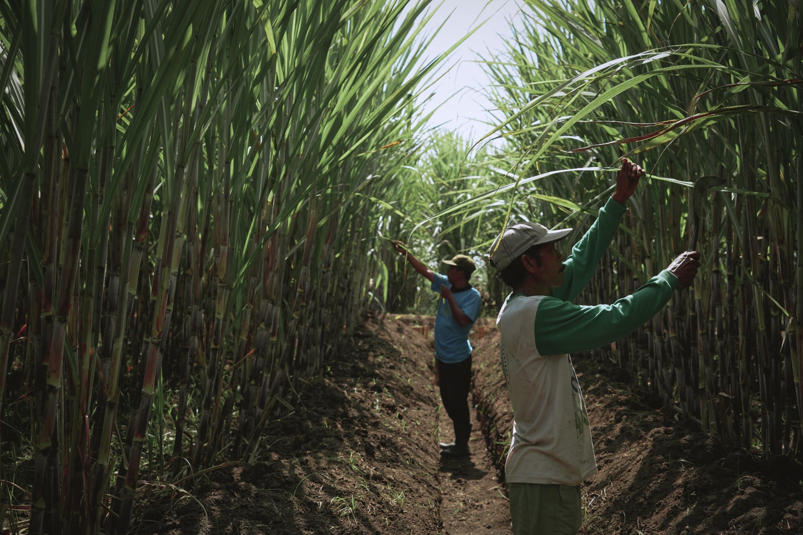 Genjot Produksi Tebu, Kwala Madu Siapkan Target Ambisius 2025