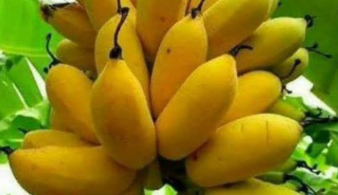 Ragam Manfaat Buah Pisang untuk Kesehatan yang Wajib Diketahui