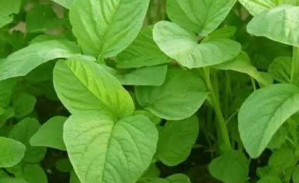 Sayur Bayam, Hidangan Sehat yang Lezat dan Bergizi