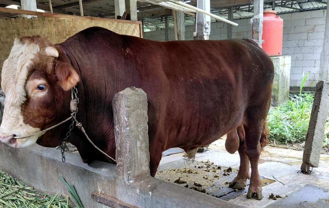 Sapi Jumbo “Bawor” Siap Kurban, Prabowo Ungkap Persiapan Idul Adha