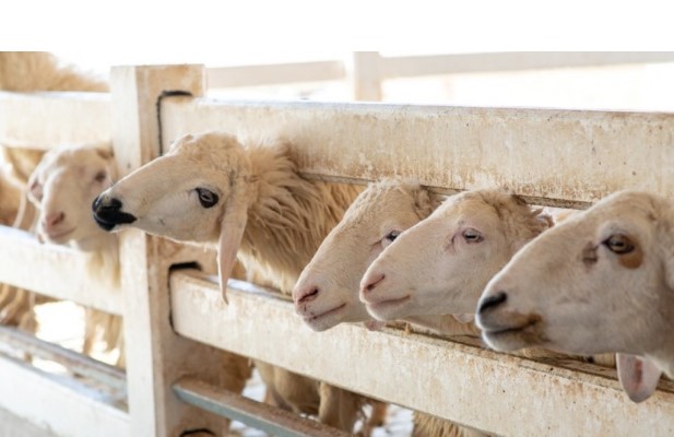 Calon Kambing Kurban Idaman? Ini Harga dan Tipsnya di Jakarta 2025