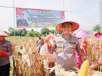 Kapolres Jember Panen Raya Bersama Petani, Wujudkan Swasembada Pangan