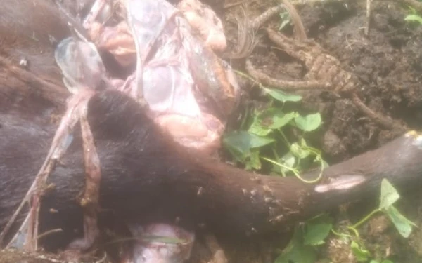 Janin Sapi Terungkap di Sekitar Rumah Potong Hewan Curahdami