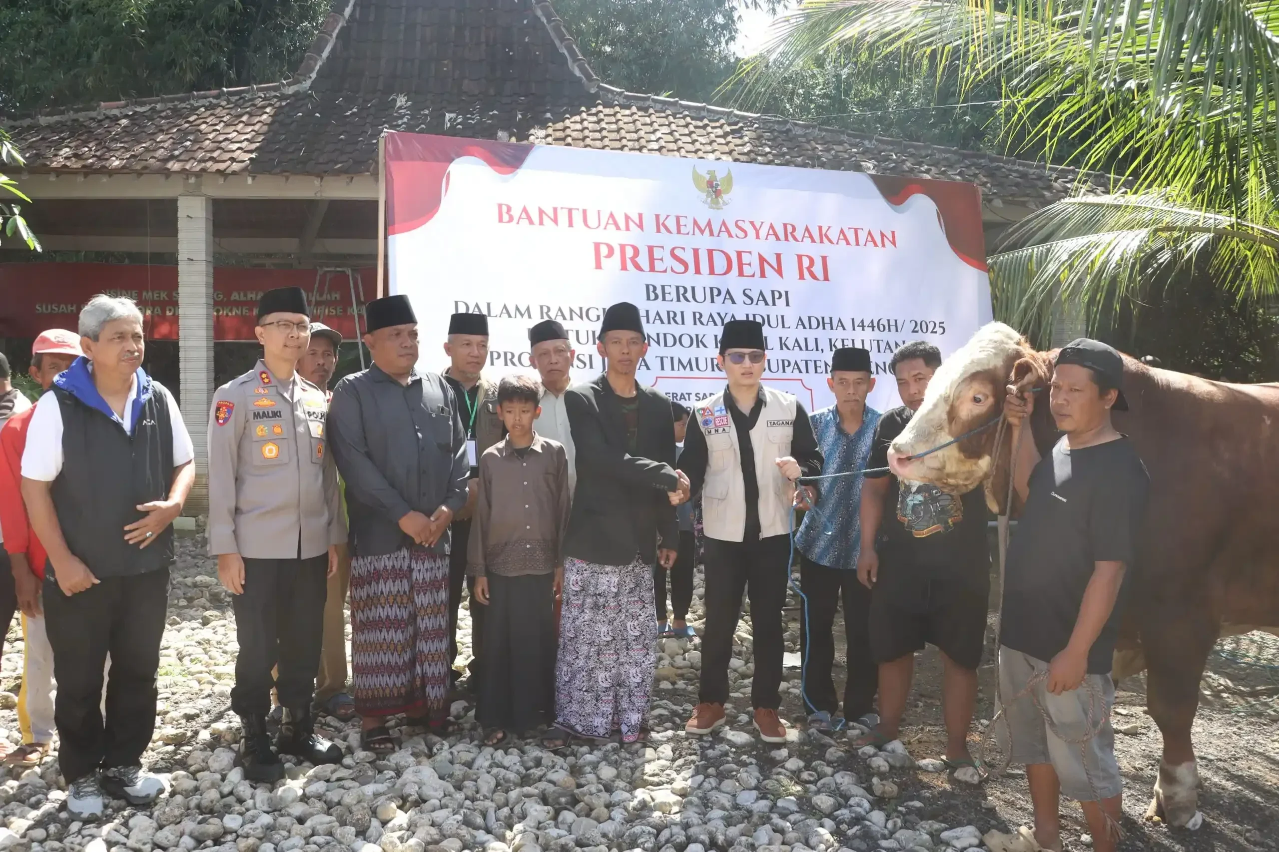 WOW! Sapi Jumbo Seberat Mobil dari Jokowi Gegerkan Ponpes Trenggalek!