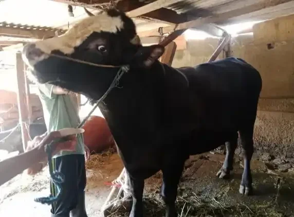 Sapi Jumbo Prabowo Mendarat di Malang, Warga Auto Kepo!