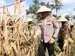 Petani Malang Sumringah! Ada Apa dengan Panen Jagung Polres?