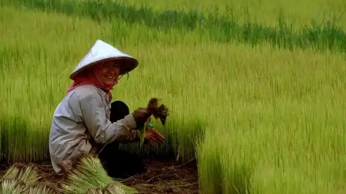 Petani Indonesia Terancam Punah? DPR Buka Kartu!