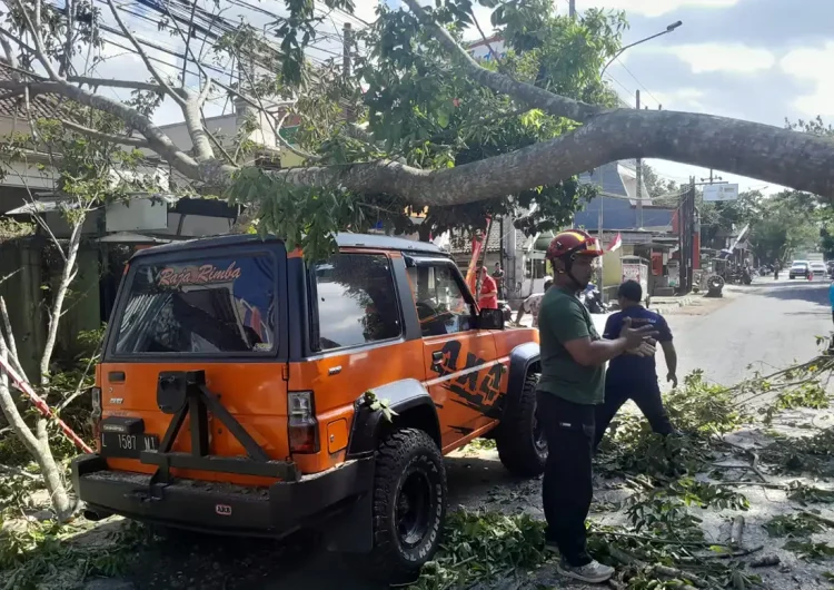 BPBD Malang Imbau Warga Waspada Cuaca Ekstrem, Pohon Tumbang Terjadi Beruntun