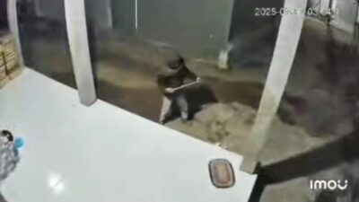Hati-hati di Daerah Donowarih, Karangploso! Maling Berkeliaran Terekam CCTV