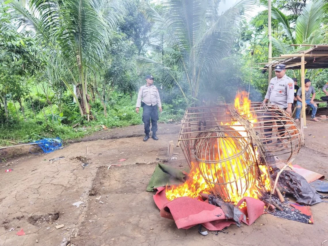 Polres Malang Tertibkan Arena Judi Sabung Ayam di Dampit, Sarana Dimusnahkan