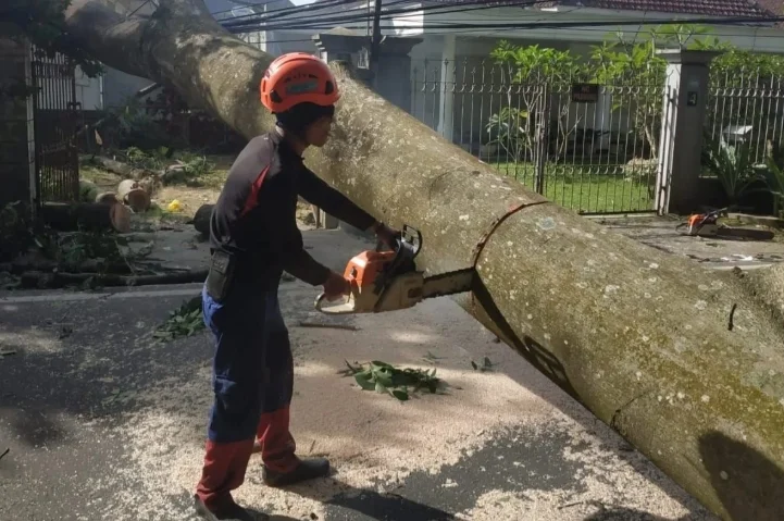 BMKG Ungkap Penyebab Angin Kencang di Malang Raya, BPBD Catat Pohon Tumbang di Sejumlah Titik